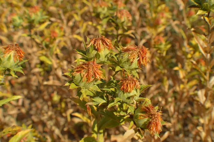Huile de Carthame Oléique Bio en Bag-In-Box